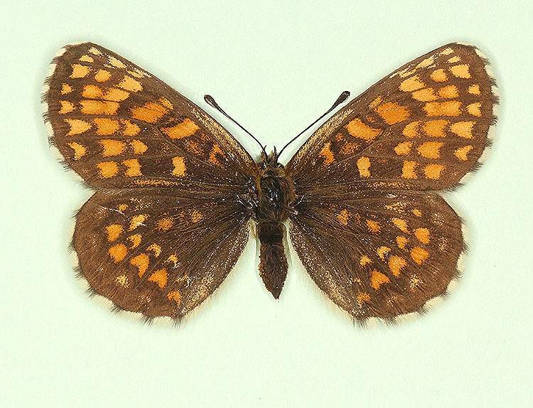 Melitaea athalia female (aberrant form berisalirmis) (Internet Image property of respective owner, non-commercial use only)